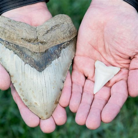 megalodon teeth worth